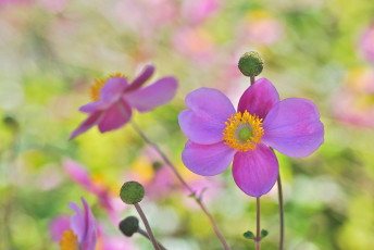 Картинка цветы розовый цветок фон макро