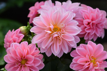 Картинка цветы георгины лепестки розовый цветение георгин