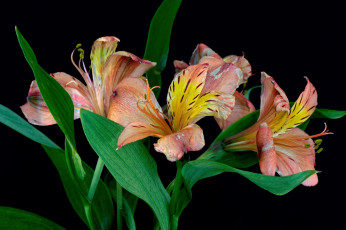 Картинка цветы лилии +лилейники лилия