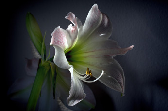 Картинка цветы лилии +лилейники лилия