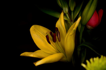 Картинка цветы лилии +лилейники лилия