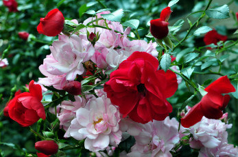 Картинка цветы розы розовый красный