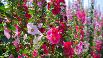 Картинка цветы мальвы красота цветение яркость лепестки бутоны мальва