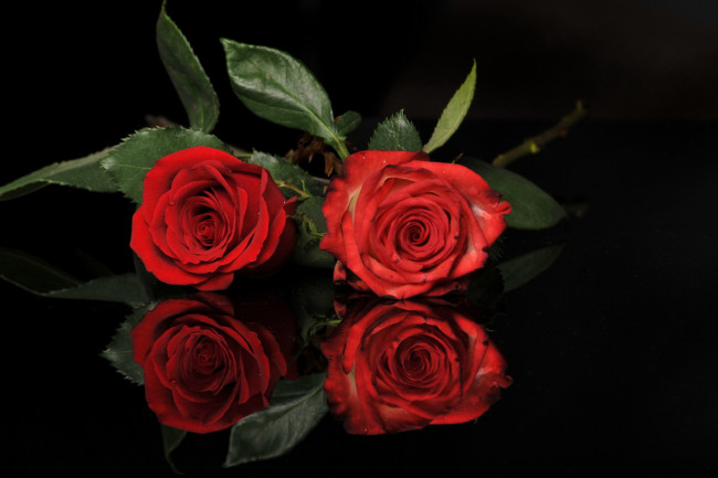 Обои картинки фото цветы, розы, дуэт