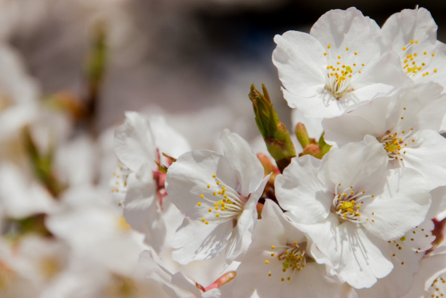 Обои картинки фото цветы, цветущие деревья ,  кустарники, макро, весна, лепестки