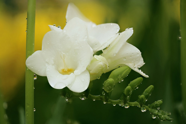 Обои картинки фото цветы, фрезия, лепестки, нежность, цветения