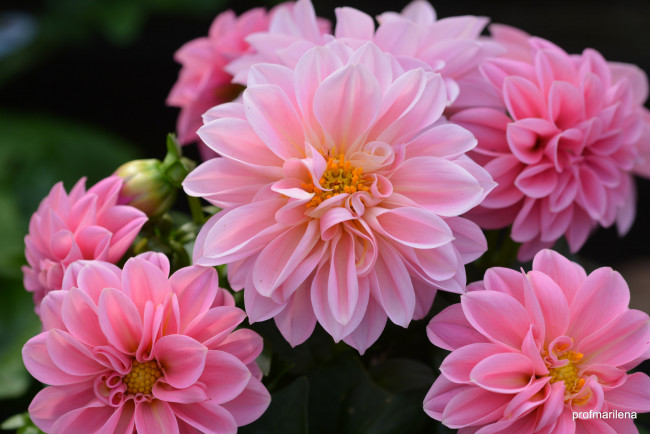 Обои картинки фото цветы, георгины, лепестки, розовый, цветение, георгин