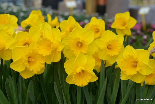 Обои картинки фото цветы, нарциссы, желтый, цветение, нарцисс, лепестки