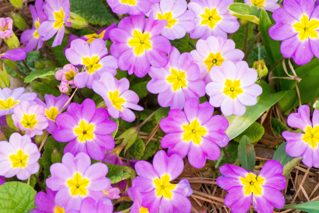 Обои картинки фото цветы, примулы, яркие, розовые, весна