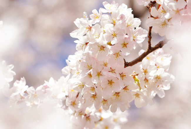 Обои картинки фото цветы, цветущие деревья ,  кустарники, цветение, ветка, белые, цветочки, листья