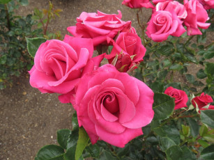 Картинка цветы розы розовый