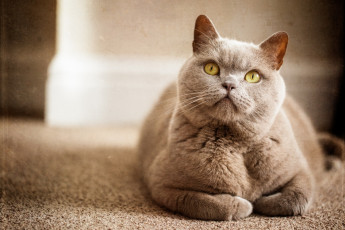 Картинка животные коты кошка взгляд фон