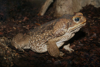 Картинка животные лягушки жаба сидит пресноводные