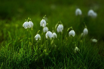Картинка цветы подснежники +белоцветники +пролески природа фон
