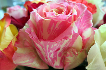 Картинка цветы розы макро