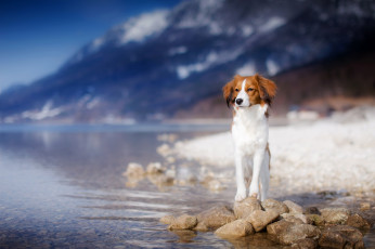 Картинка животные собаки друг взгляд собака