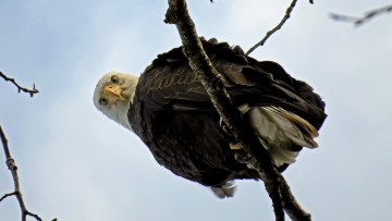 Картинка животные птицы+-+хищники белоголовый орлан