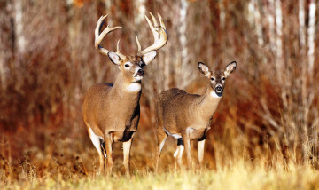 Картинка животные олени трава осень лес