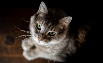 Картинка животные коты кошка фон взгляд