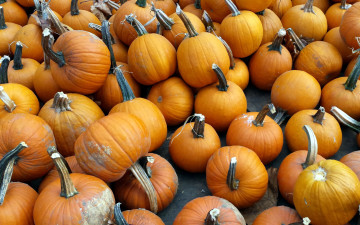 Картинка еда тыква много