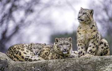Картинка животные снежный+барс+ ирбис