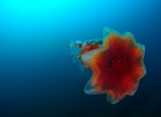 Обои картинки фото животные, медузы, медуза, подводный, мир, море, океан