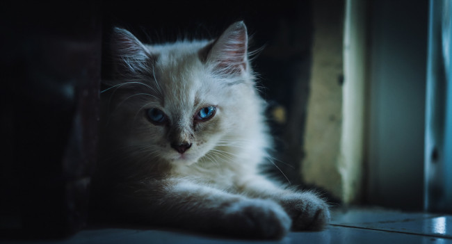 Обои картинки фото животные, коты, взгляд, кошка, фон