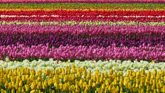Обои картинки фото цветы, тюльпаны
