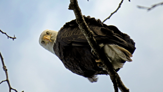 Обои картинки фото животные, птицы - хищники, белоголовый, орлан