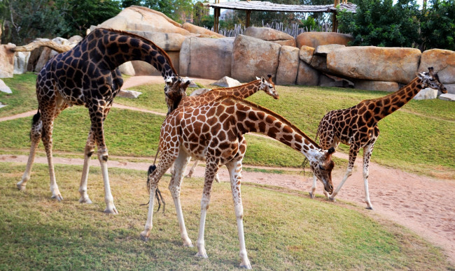 Обои картинки фото животные, жирафы