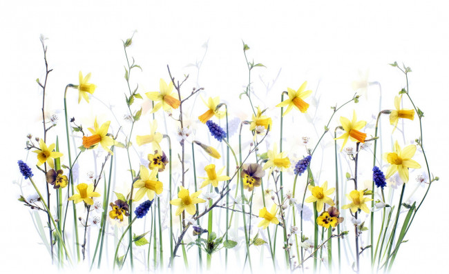 Обои картинки фото цветы, разные вместе, фон, природа