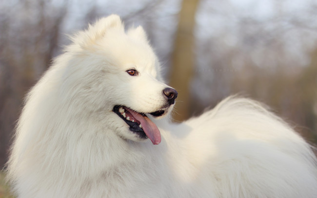 Обои картинки фото животные, собаки, собака, взгляд, друг, самоедская собака, самоед