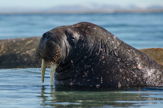 Обои картинки фото животные, моржи, морж, клыки, млекопитающее, ластоногие