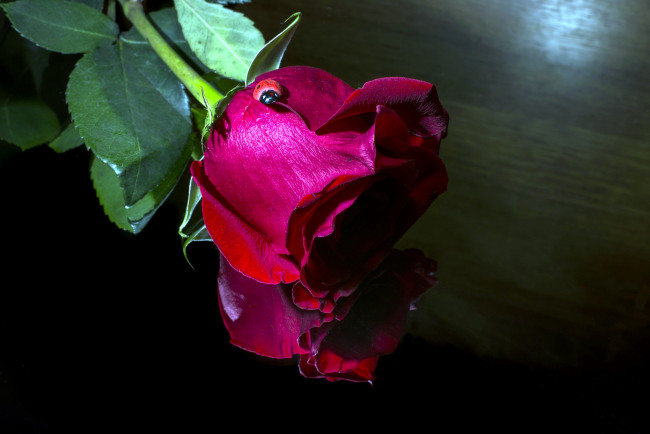 Обои картинки фото цветы, розы, божья, коровка