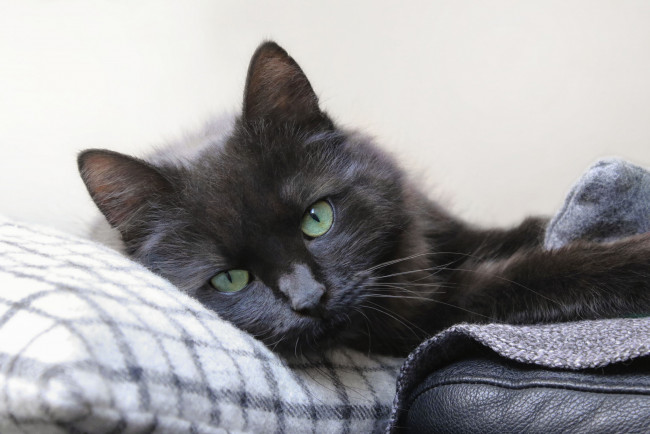 Обои картинки фото животные, коты, кошка, взгляд, фон