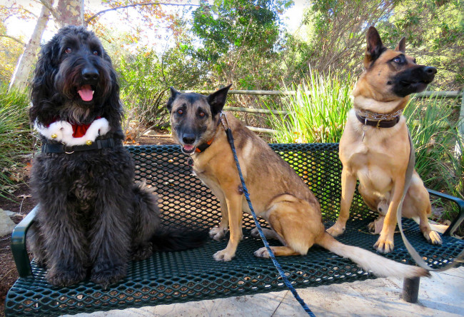 Обои картинки фото животные, собаки, трио