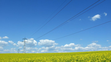 Картинка природа поля провода рапс