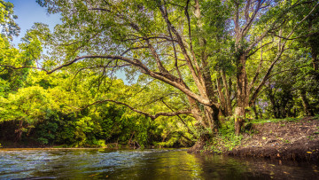 Картинка природа реки озера лес река