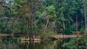 Картинка природа реки озера лес река