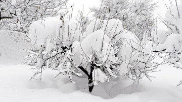 Картинка природа зима снег