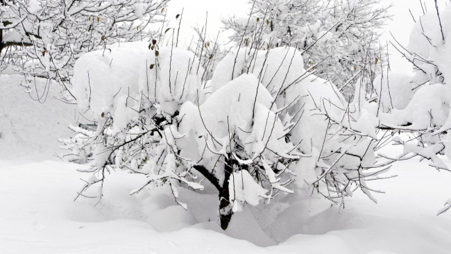 Обои картинки фото природа, зима, снег