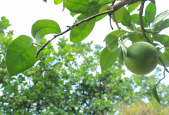 Картинка природа плоды грейпфрут незрелый зеленый