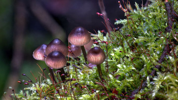 Картинка природа грибы грибная семейка