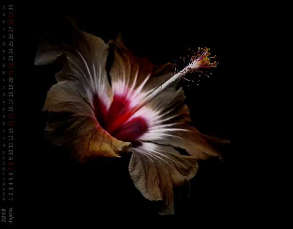 Обои картинки фото календари, цветы, бутон