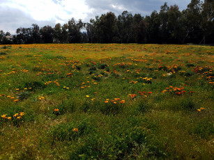 Картинка природа луга цветы трава