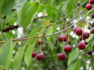 обоя природа, ягоды, вишня