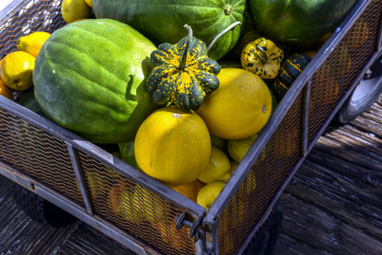 Картинка еда фрукты+и+овощи+вместе дыня тыква арбуз