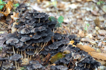 Картинка природа грибы семейка грибная