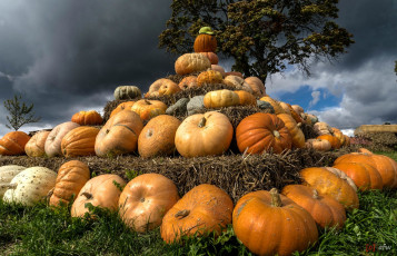 Картинка еда тыква снедь