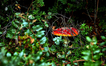 Картинка природа грибы +мухомор мухомор
